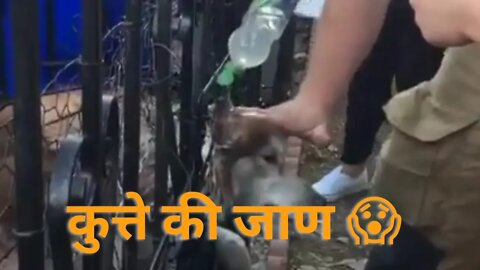 कुत्ते को केसे बचाया देखो😢......#shorts #dogrescue #dogvideo