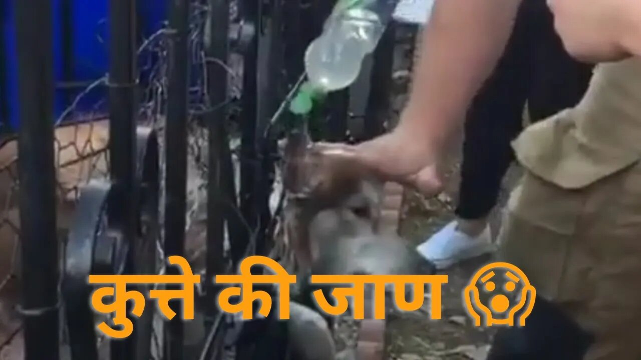 कुत्ते को केसे बचाया देखो😢......#shorts #dogrescue #dogvideo