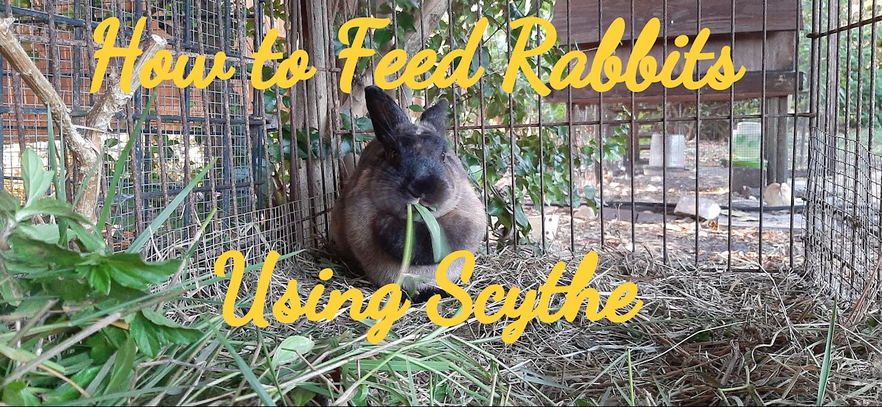 How to Feed Rabbits Using Scythe