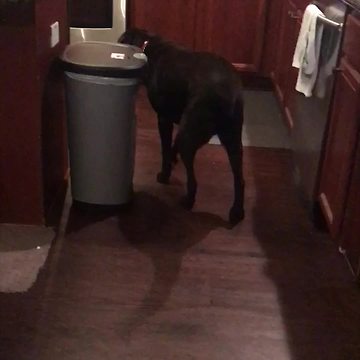 Funny Dog Exits Kitchen In Unusual Manner