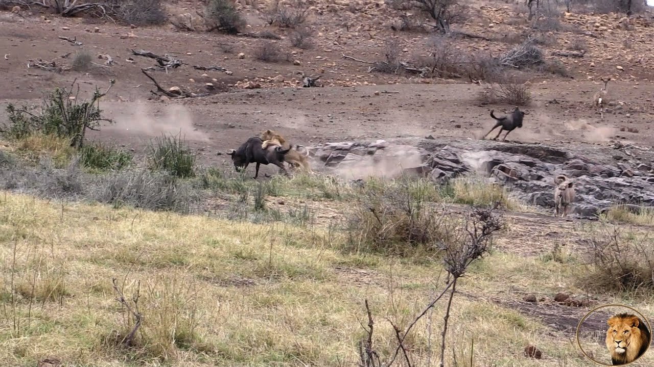 Most Amazing Ngotso Lion Pride Hunt In The Kruger Park Safari Day 5