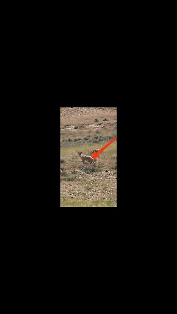 Hunting Coyotes #shorts #dogs #animals #hunter #106
