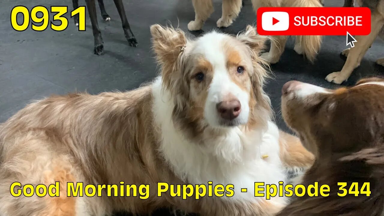 [0931] GOOD MORNING PUPPIES - EPISODE 344 [#dogs #doggos #doggos #puppies #dogdaycare]