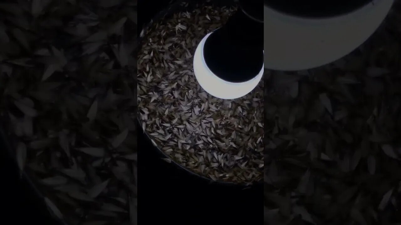 এগুলো কি পোকা ? বাতির আলোয় জেগে ওঠে এগুলো #পোকা