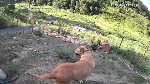 Farm monitoring Animals