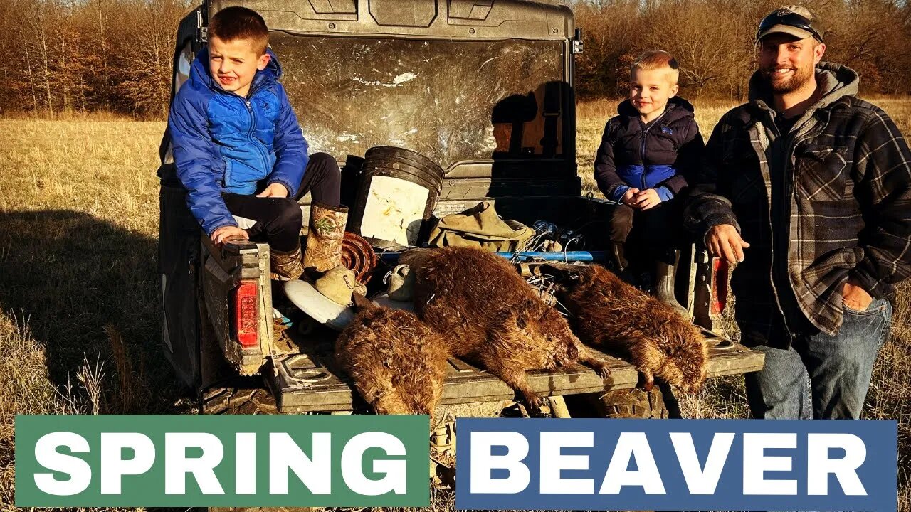 Spring Beaver - Eason Season