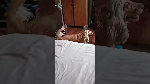 #dogshow , #animals , #dogs , #shorts