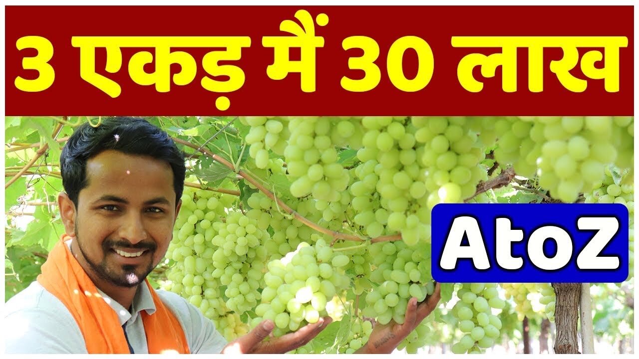 5 साल तक होगी मालामल कामाई 🍇🍇प्रॉफिट profit Marketing, Variety, Harvesting | Grapes Farming A to Z