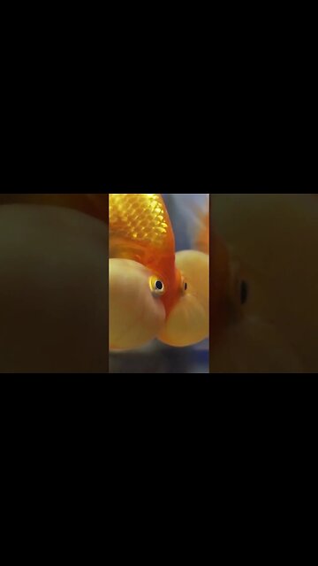 🦈 🏄An Exotic Quest In The Ocean 🤯 🤯 #shorts #oceanlife #oceanview