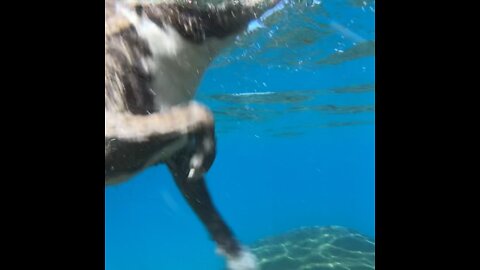 Swimming in Lake Tahoe