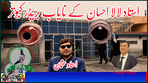 Ustad Lala Ihsan Dera And Pigeons Show Watch In HD Urdu/Hindi #faisalmeer #pakistanpigeonassociation