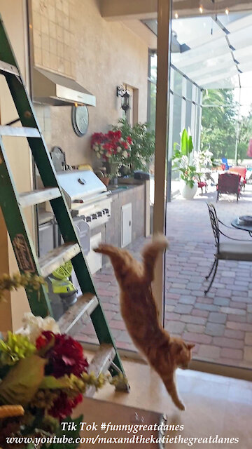 Funny Jack The Cat Leaps Off A Ladder With A Perfect 10 Dive To The Floor