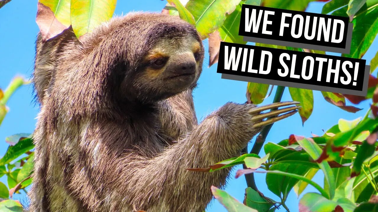 Finding WILD SLOTHS in CARTAGENA: What to do in GETSEMANI - Cartagena's best neighbourhood?