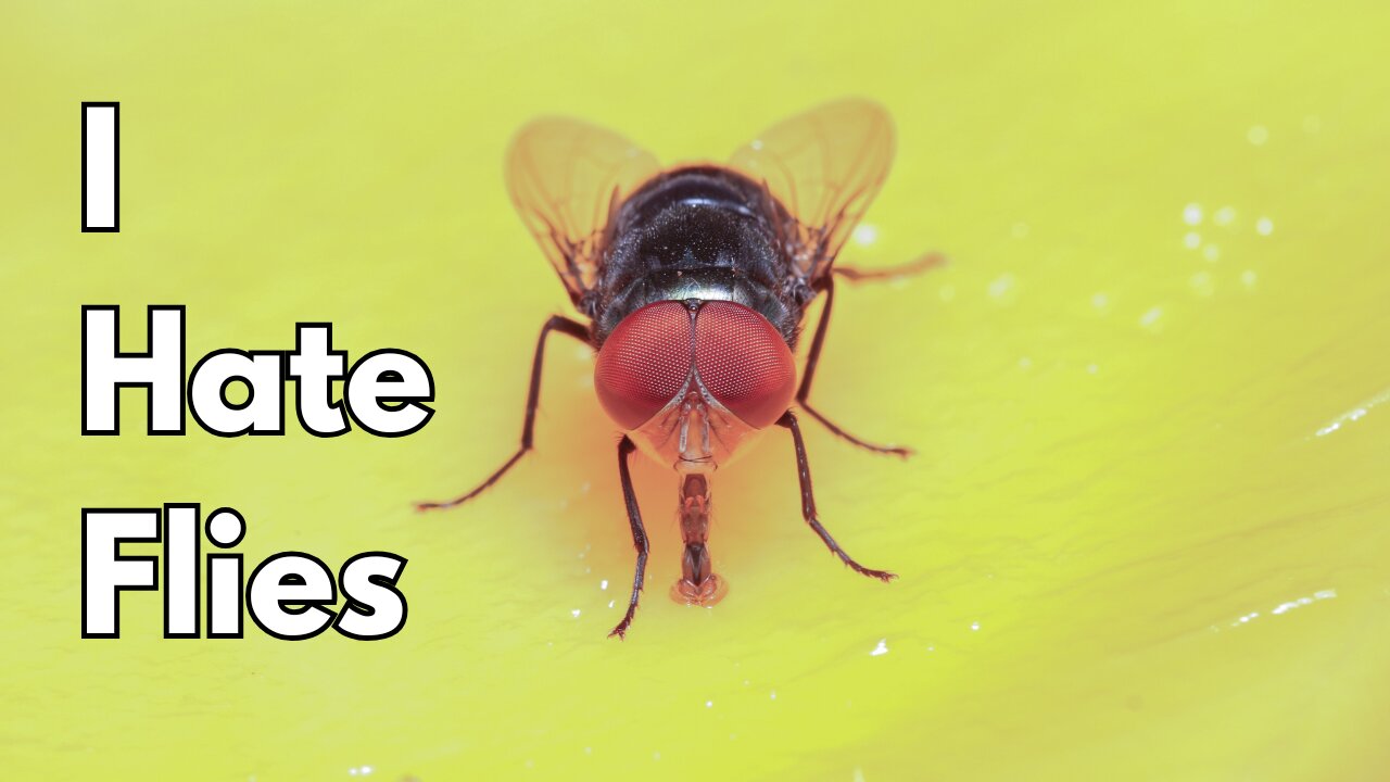 Can Flies Actually Contaminate Your Food?