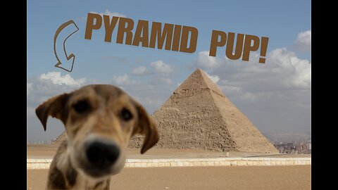 From Climbing the Pyramids to Hollywood: Apollo's Incredible Journey! 🎬🐶