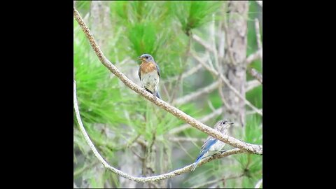 2 blue birds in a florida pine