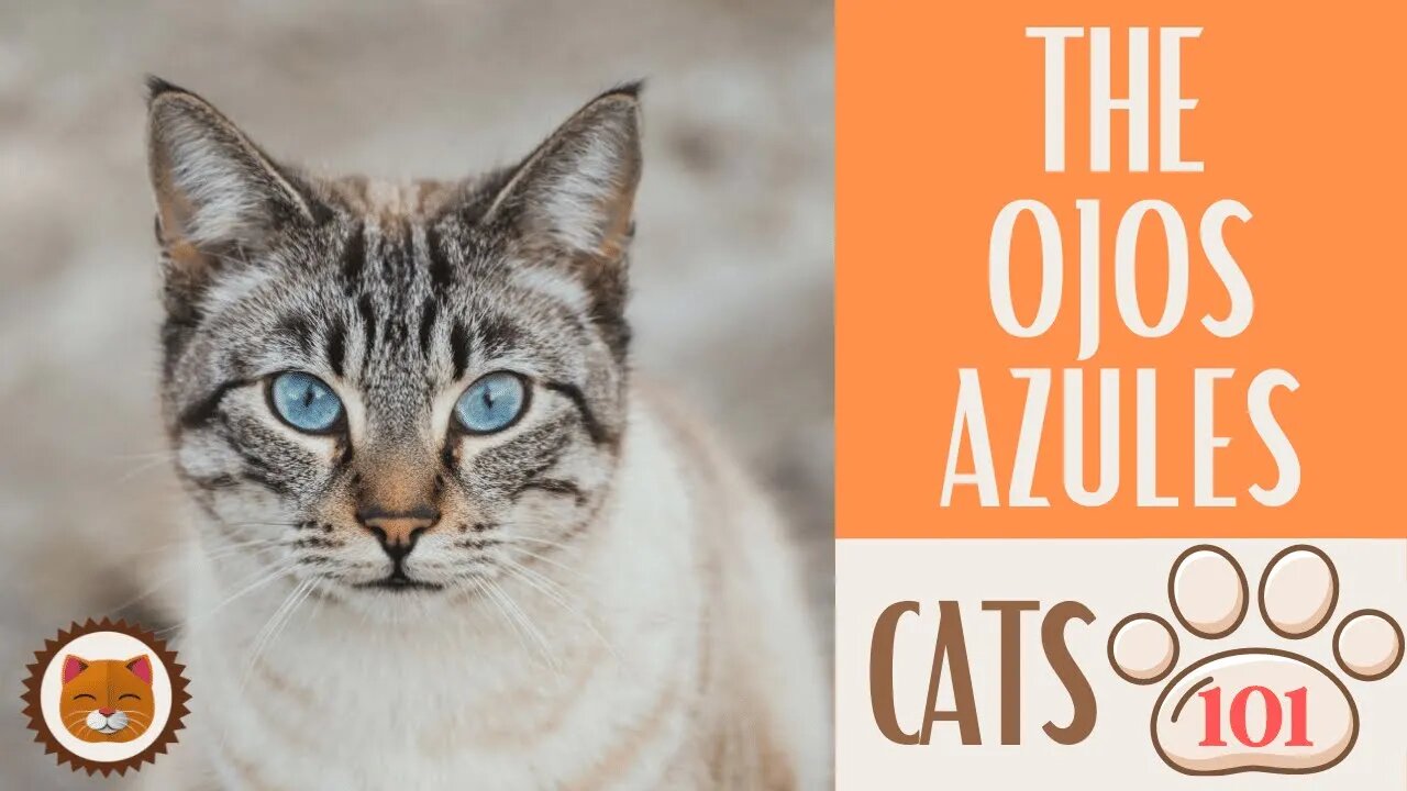 🐱 Cats 101 🐱 OJOS AZULES CAT - Top Cat Facts about the OJOS AZULES