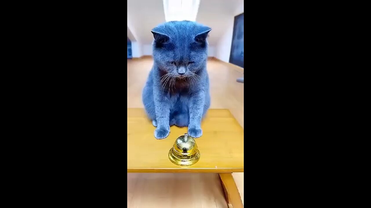 Funny Cat Video