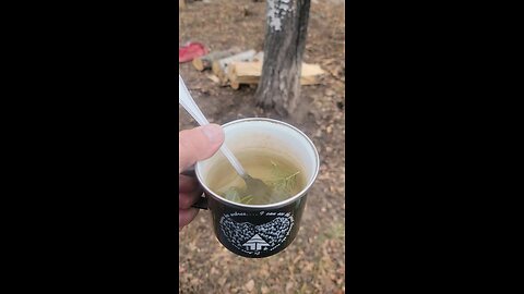 Spruce Needle Tea