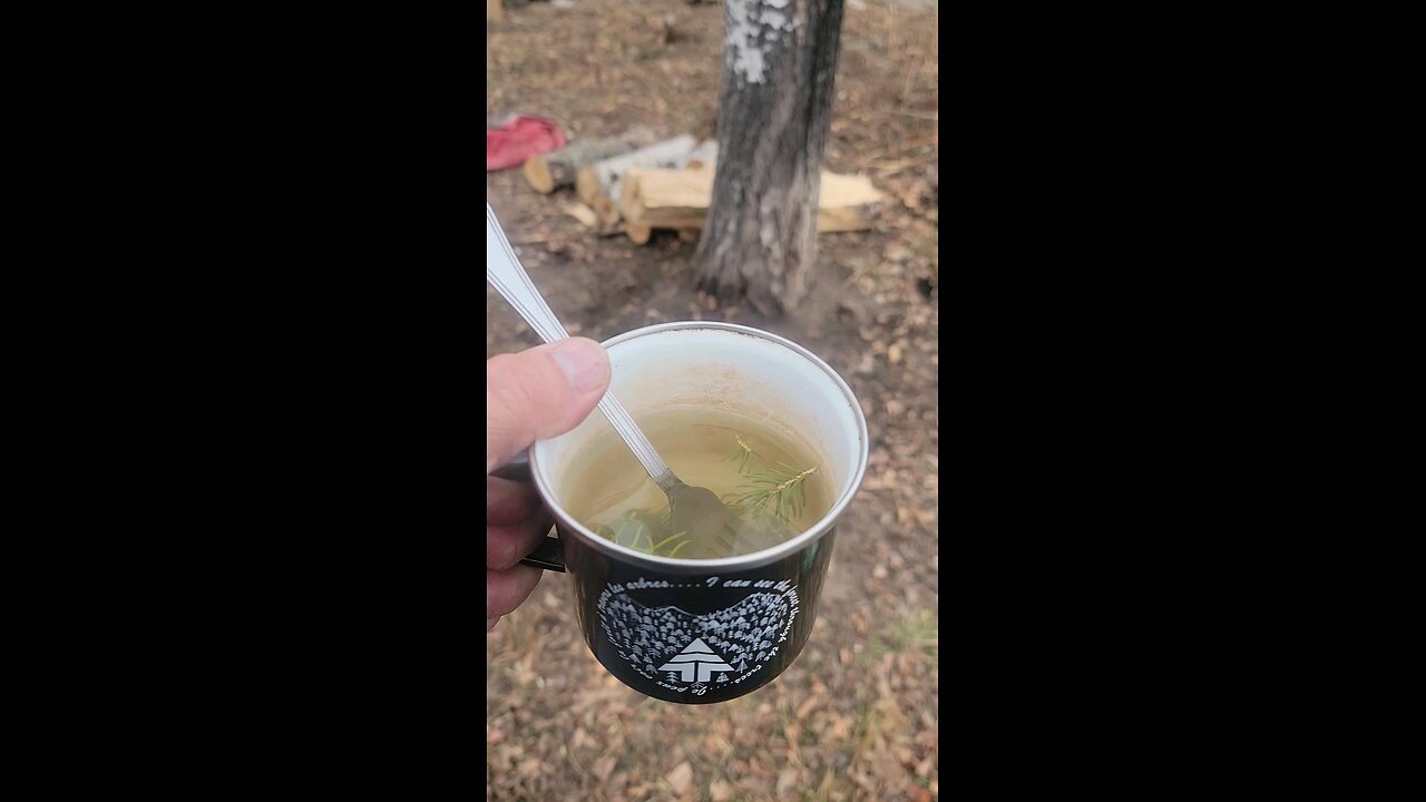 Spruce Needle Tea