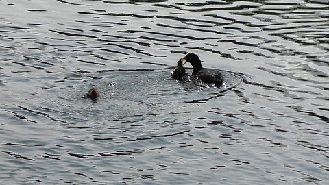 The duck family