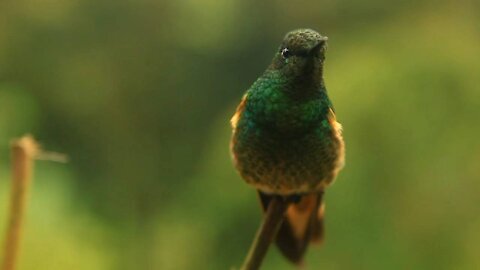 The Beautiful Wild Birds Video