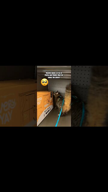 Crazy cat jumps through the shelf’s at the store! 🙀 #shorts#crazy#adley#bestcats