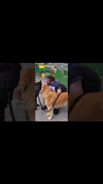 Giant Cane Corso Meets Golden Happy Retriever #shorts #dog #cutedog
