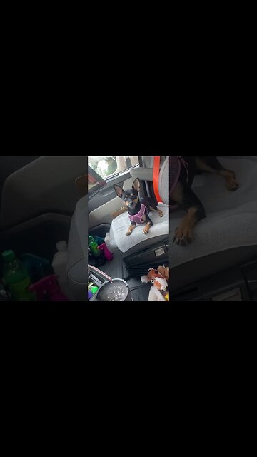 Sad puppy missing her mom