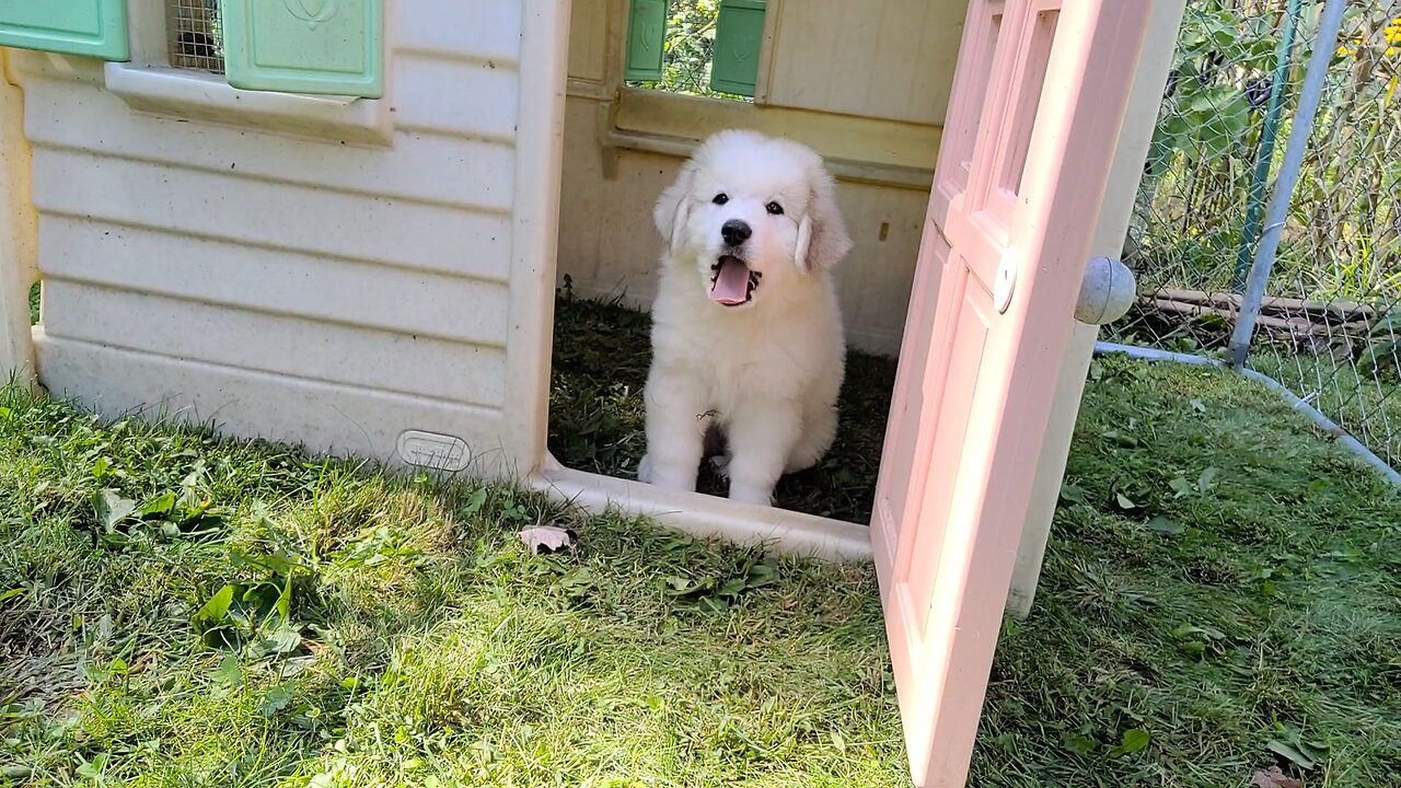 Big Day : Part 2 #puppy #lgd #greatpyrenees