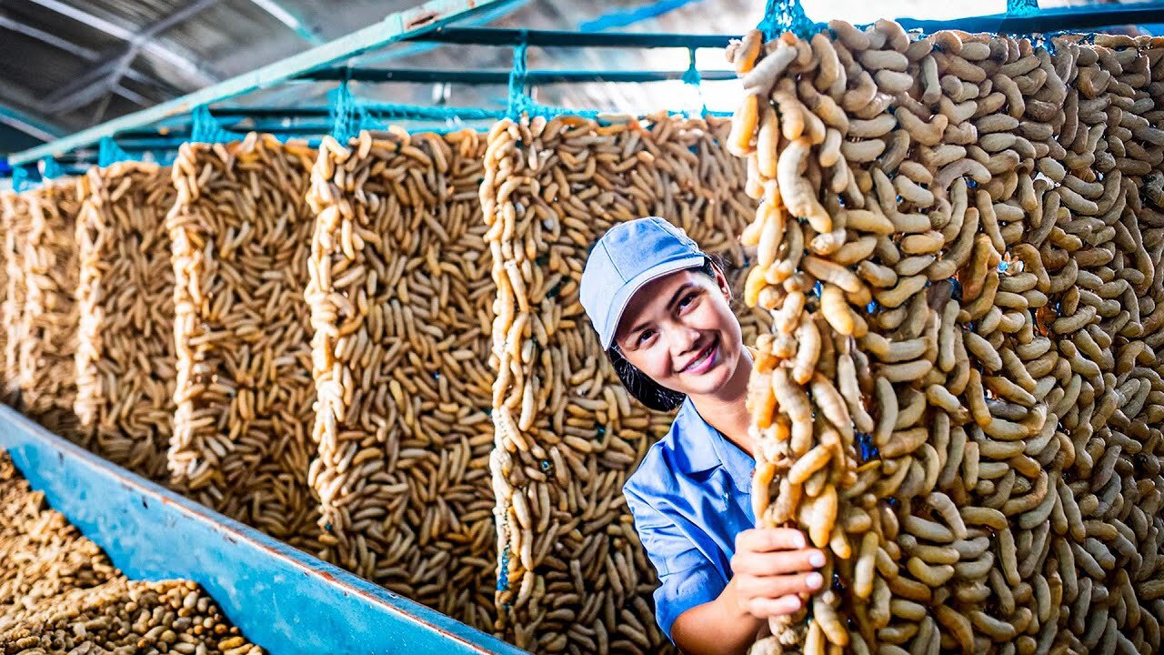 Silkworm Farming of Chinese silkworm