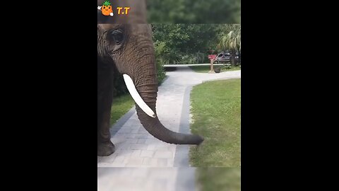 animals loving to people