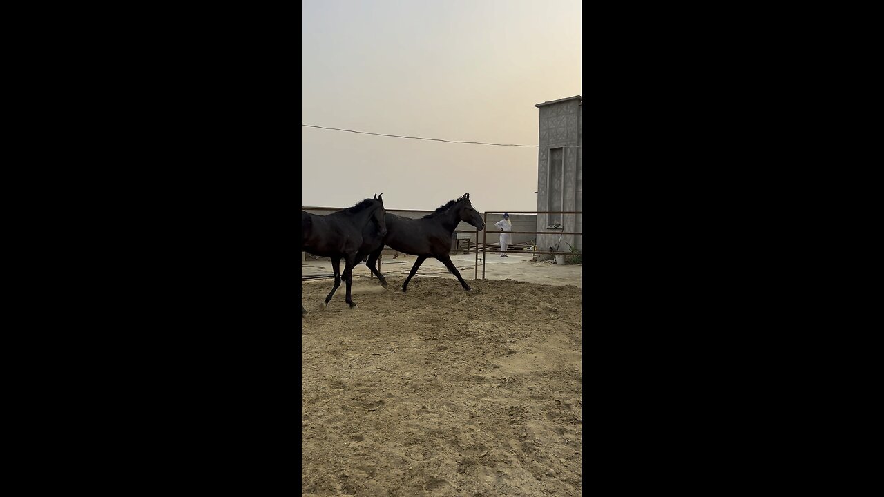 Horse