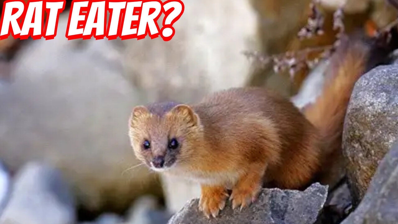 The Rare And Cute japanese weasel?