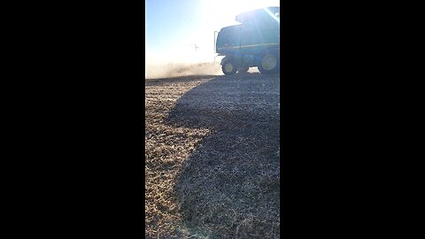 Great day for combining beans