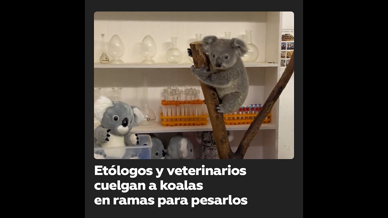 Para evitar que los koalas se estresen al pesarlos, los cuelgan de ramas colocadas sobre una báscula