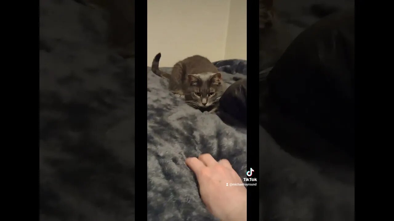 🐈 Myra loves to play fetch #shorts