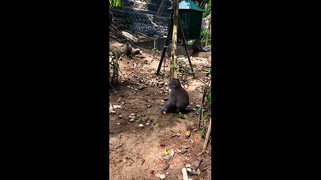 Macaques eating in Monkey Forest Bali