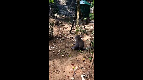 Macaques eating in Monkey Forest Bali