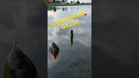 Double Header Bluegills! #gills #bluegill #bluegillfishing #panfish #ultralightfishing