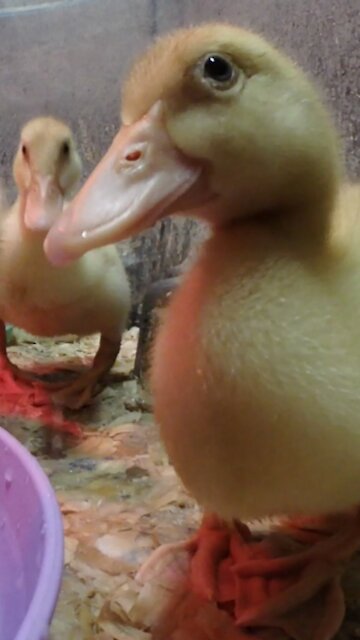 Duckling tries to dunk The Camera