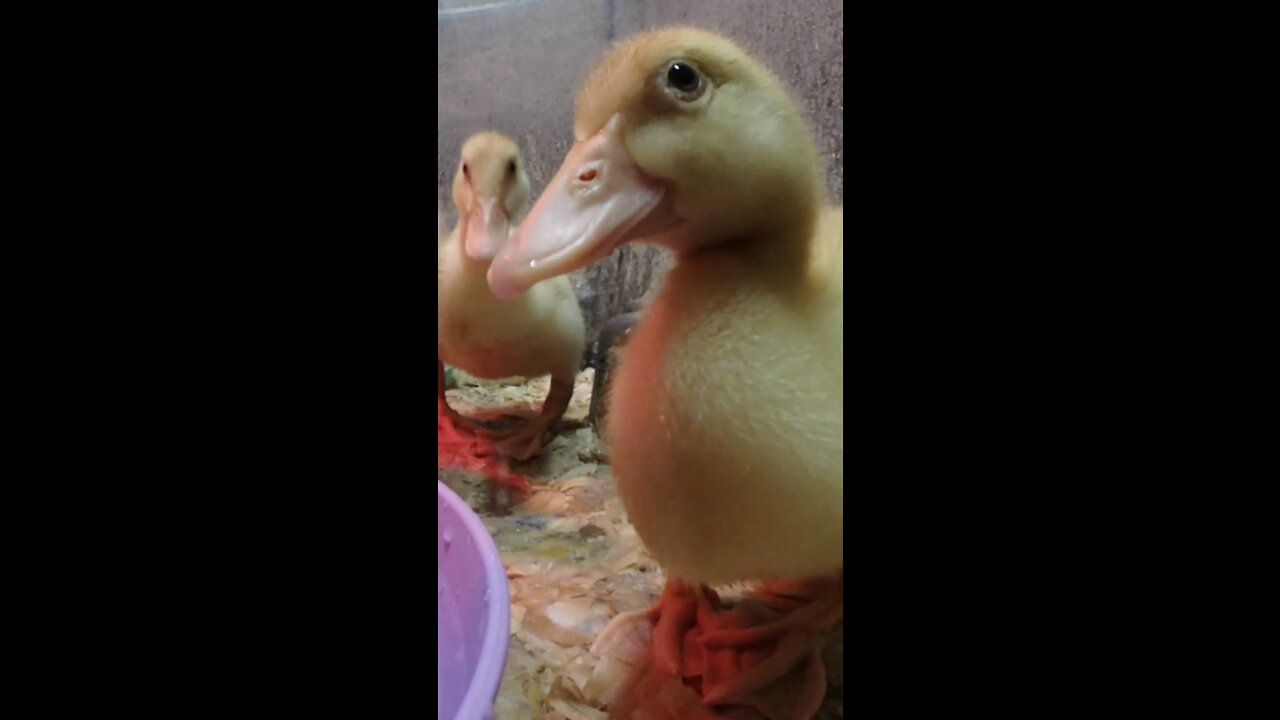 Duckling tries to dunk The Camera