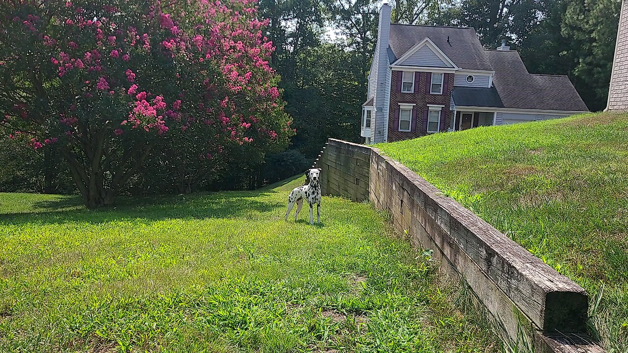 Luna Running Away