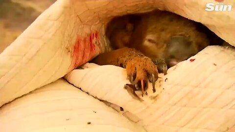 Woman saves scorched koala from Australian bushfire