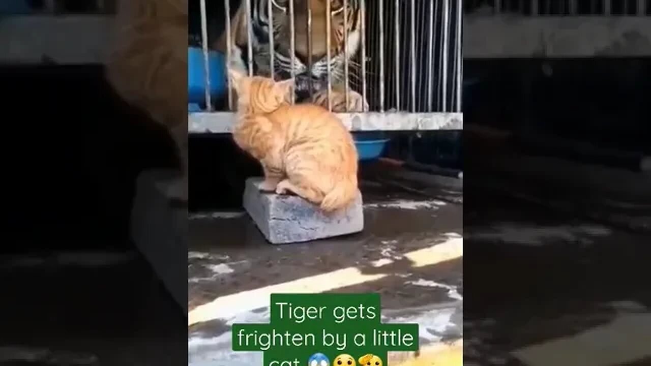 #chotu #viral #viralyt #viralshorts #viralvideo #viralvideos #cutevideostatus #funnyvideo #funnypets