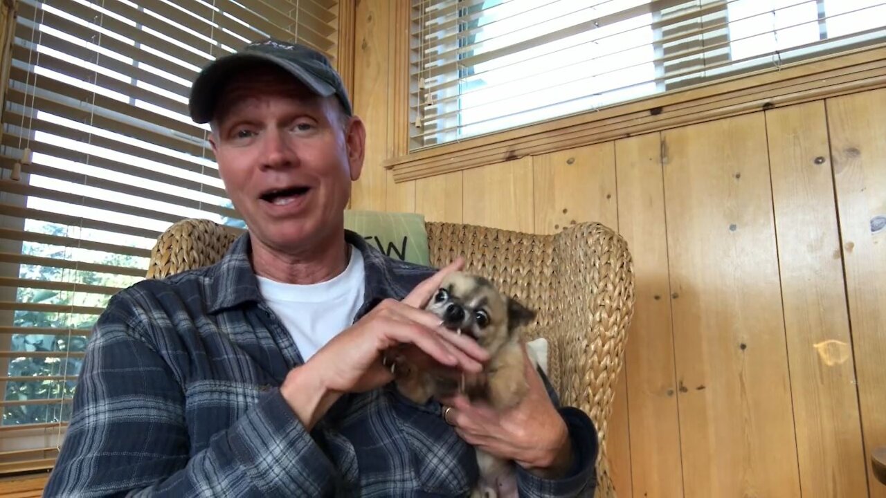 Man Pets Vicious Chihuahua to Relax