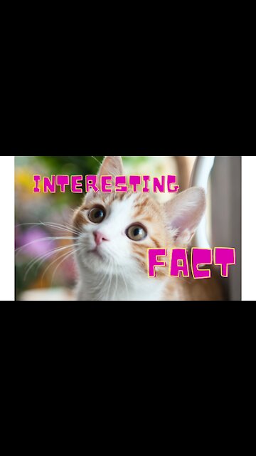 What Cat Wanna Say To You But You Maybe Don't Know