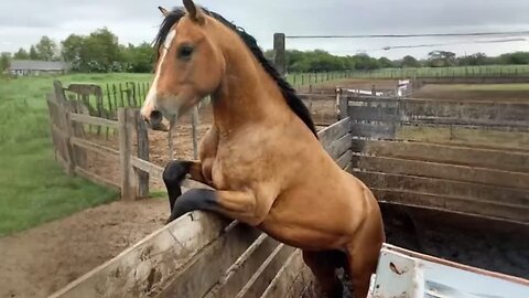 Animal horse Fanny Videos