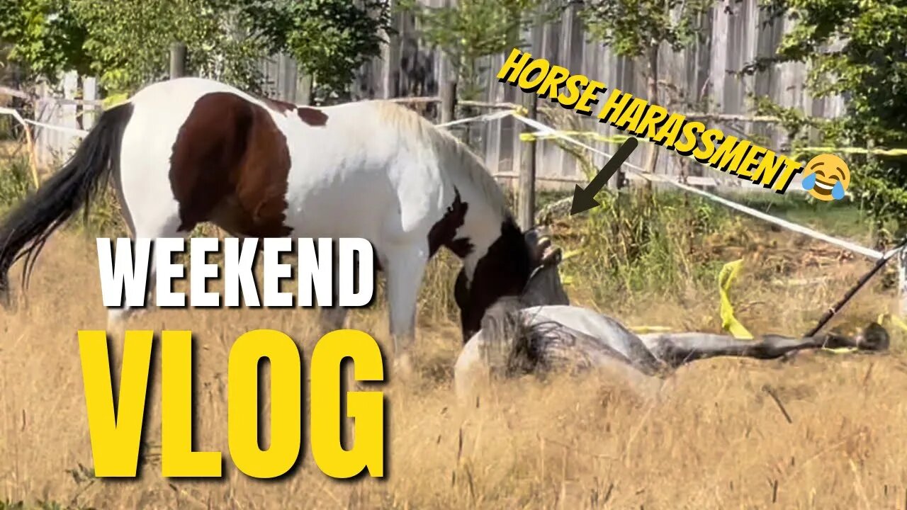 Renovating My Horses’ Paddock: Weekend Vlog