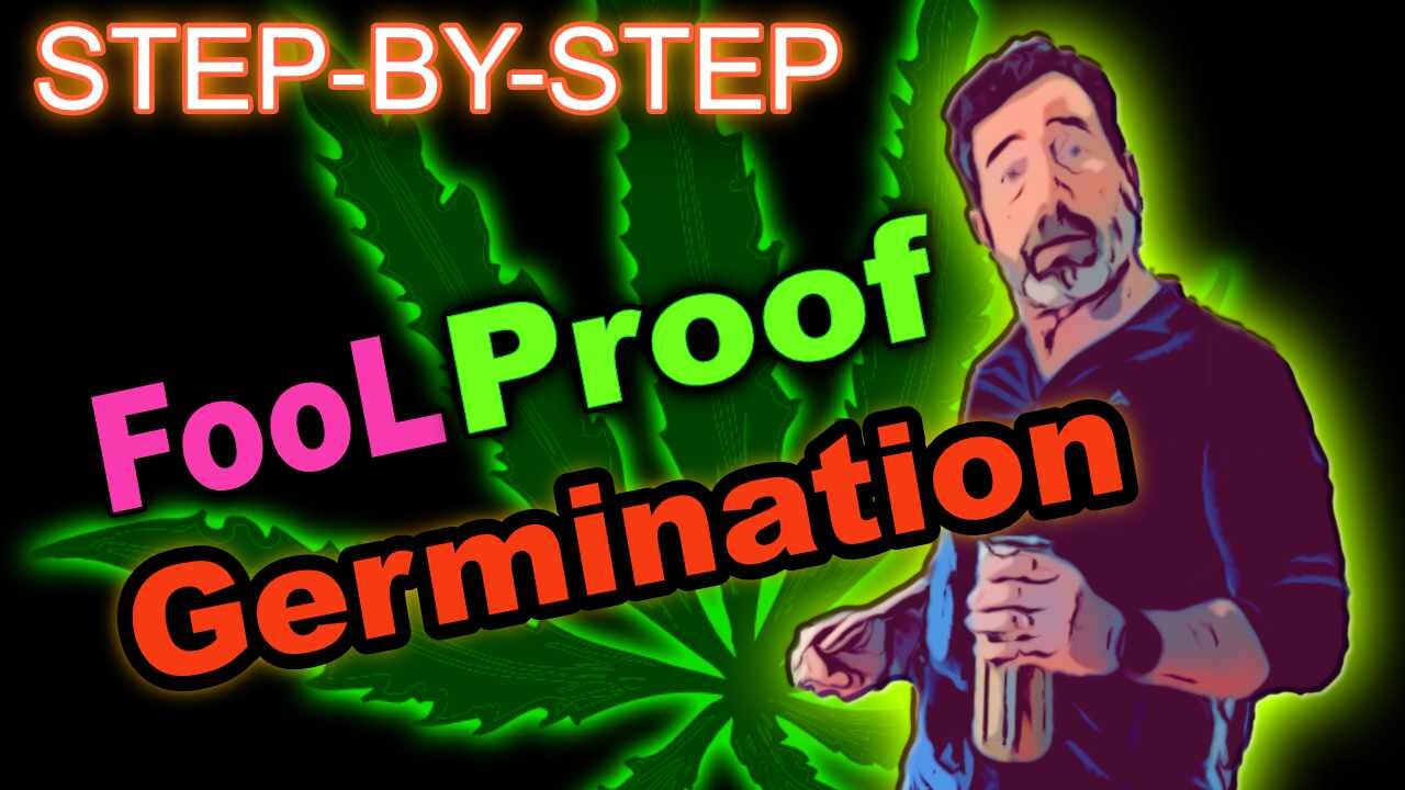 Best Way To Germinate Cannabis seeds In Jiffy Peat Pellets: Step By Step - FOOLPROOF GERMINATION